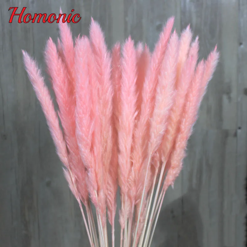 Online 15 Pcs Banyak Alami Bunga Kering Reed Tumbuhan Alami Dekorasi untuk Pesta Rumah Pernikahan Dekorasi DIY Bunga Buket spesifikasi 15 Pcs Banyak Alami Bunga Kering Reed Tumbuhan Alami Dekorasi untuk Pesta Rumah Pernikahan Dekorasi DIY Bunga Buket