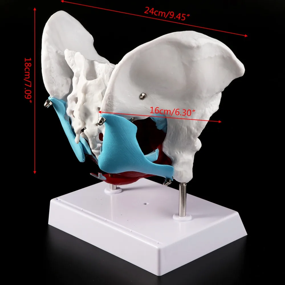 Женские Мышцы тазового дна модель матки яичной мышцы Обучающие ресурсы образовательные принадлежности съемные медицинские исследования