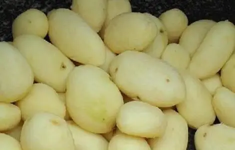 240 кг/ч Коммерческая промышленная машина для чистки картофеля|potato peeler commercial|machine