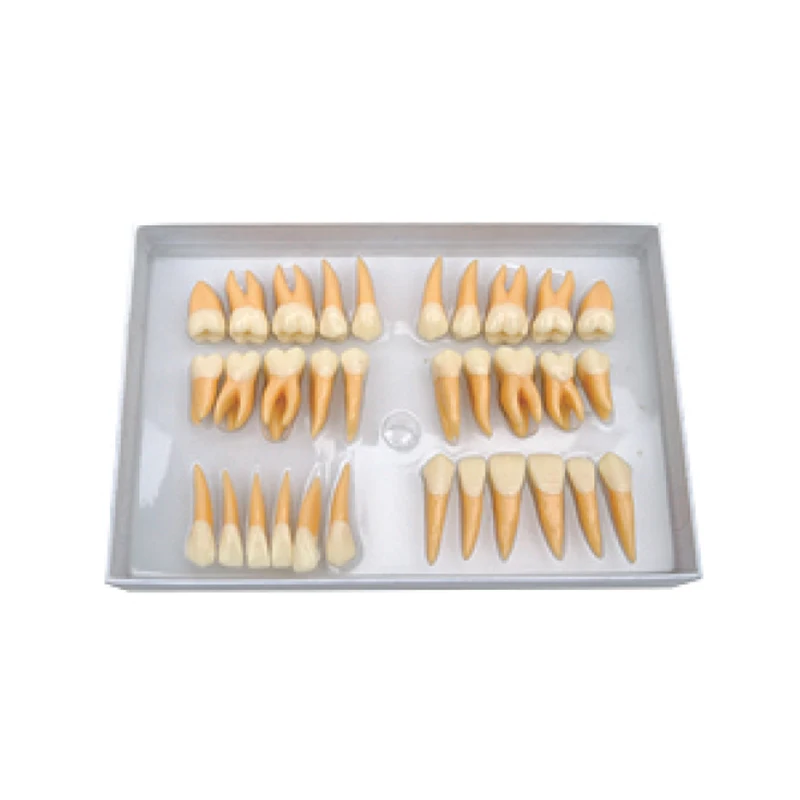 

1Set Dentist products Tooth Models Permanent Teeth Model Twice Permanent Teeth