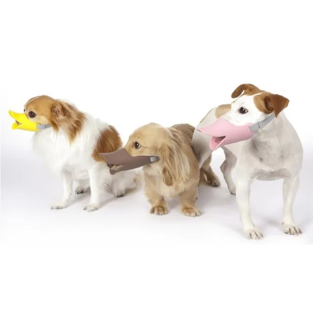 chihuahua muzzle size