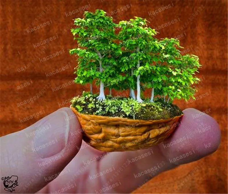50 pcs Mini Black Pine bonsai, Indoor Plants Radiation Protection Bonsai, Japanese bonsai Pine Tree for home garden potted plant