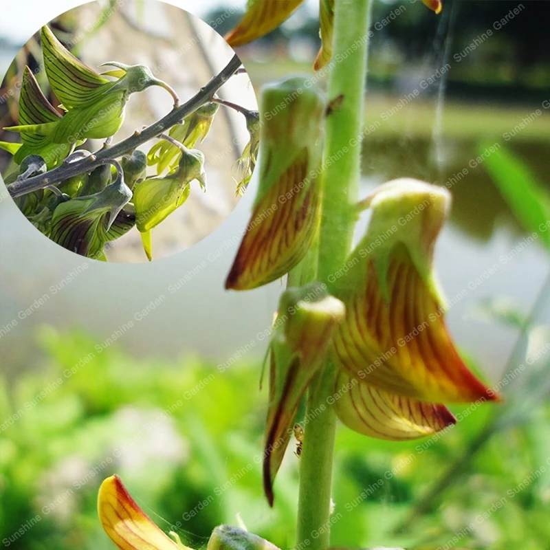 

20PCS Rare Crotalaria Juncea Bonsai Beautiful Flowers Natural Perennial garden decoration plants Crotalaria Pallida cunninghamii