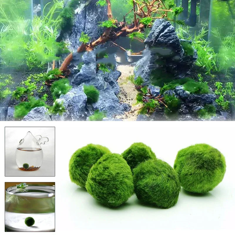 

Green Aquarium Plant Pet Supplies Aquatic Species Round Shape Beautiful Ornaments Easy Living Shrimp Cylinder Marimo Moss Ball