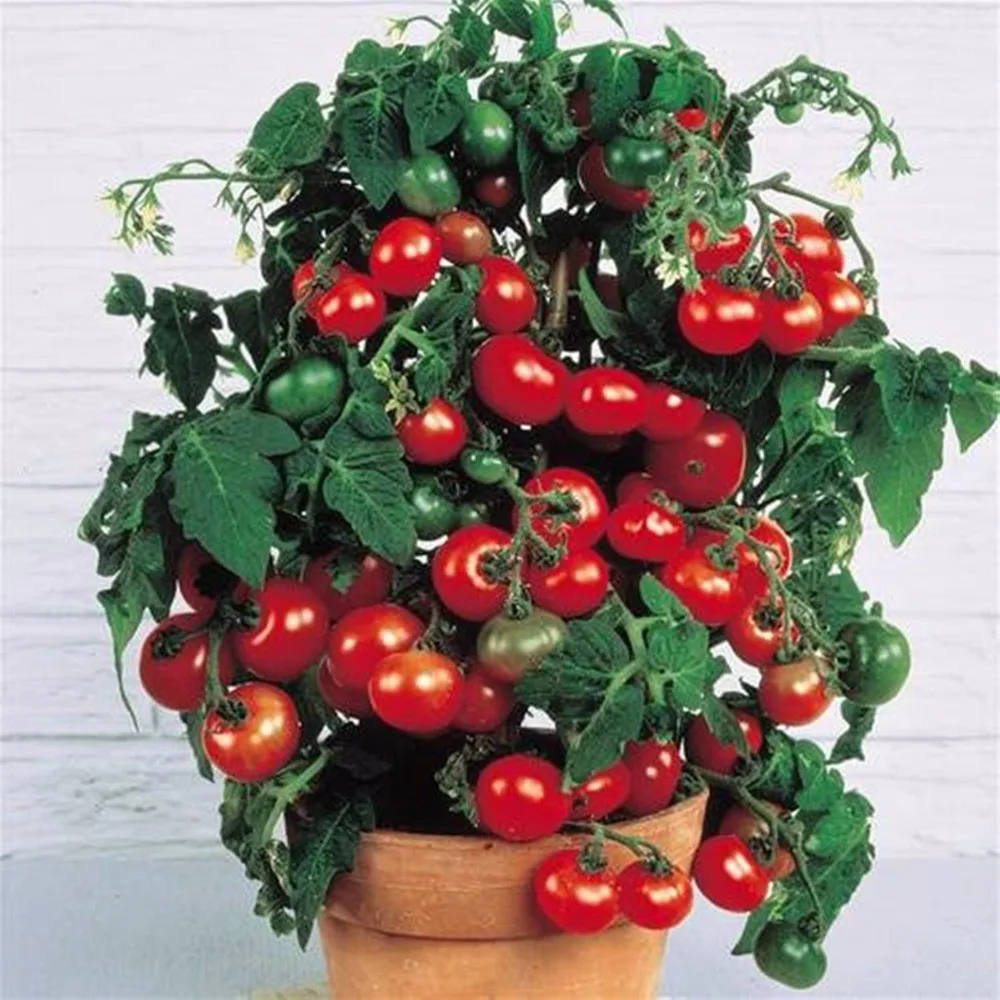 

200 pcs Rushed New Outdoor Plants Promotion Garden tomato bonsai Potted Bonsai Balcony fruit Vegetables bonsai