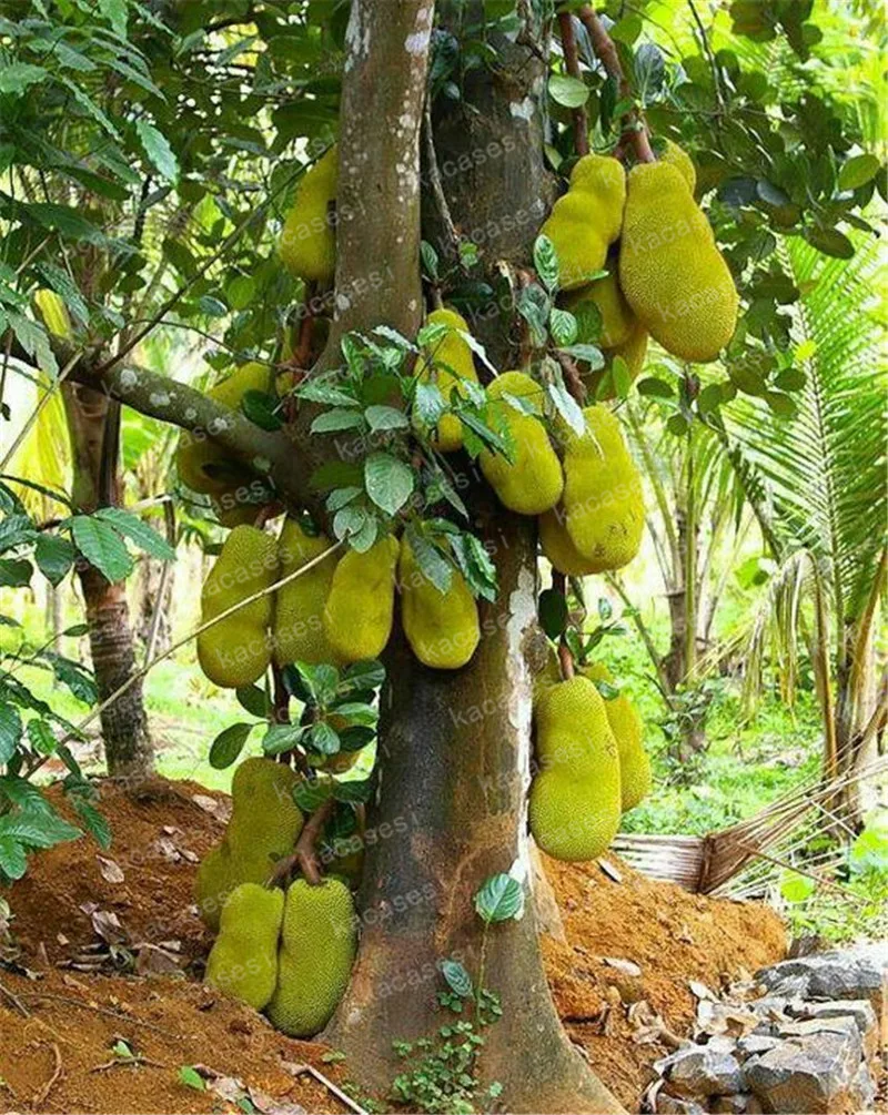 

5pcs Honey Jackfruit Tropical Fruit ,garden plant,100% Fresh Germination