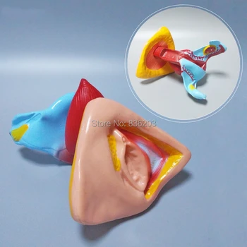 

human anatomy Female Internal External Genital Organ esqueleto skeleton odontologia anatomical model anatomia medical instrument