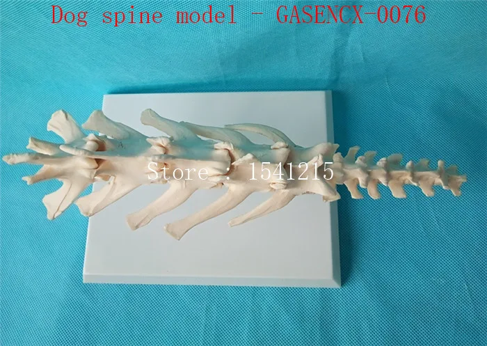 Модель скелета животного животных Анатомия Модель ветеринарной образцов кости скелета модель животных Собака позвоночника модель-GASENCX-0076