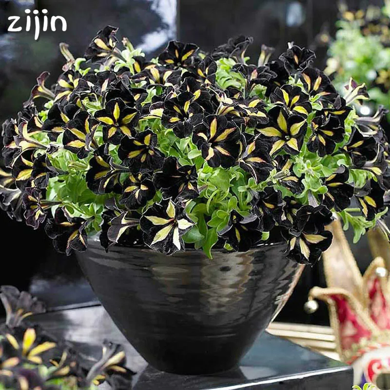 

Promotion!100PCS Hanging Petunia bonsai Plants Melissa Original Flower Plantas Perennial Flowers For Home Garden