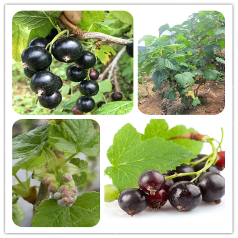 

Ribes Nigrum Bonsai 100pcs Fruit Bonsai Black Currant Berry Bush Bonsai Organic NoN-GMO Delicious Fruit Bonsai