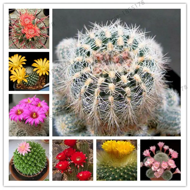 500Pcs Mixed Succulent Cactus Lithops Easy Living Stones Seeds Farm Plant UK