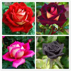 200 шт./пакет розовое растение, черная роза с белым красным краем, бонсай цветочное растение Красивые розы реталы растение горшок для