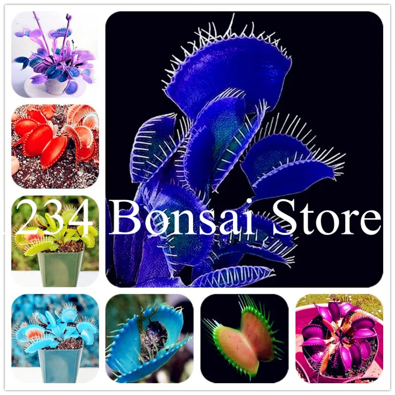 

100 Pcs Dionaea Muscipula Plant Bonsai Insectivorous Plant Bonsai Terrace Garden Carnivorous Plant Flytrap Bonsai Purify the Air