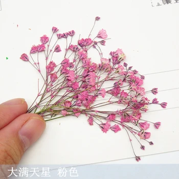 

Pressed flower dried flower DIY material (The definition of customer products)1000pcs