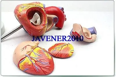 Увеличить человека Анатомическое Сердце Анатомия внутренностей Спецодежда медицинская модель + подставка