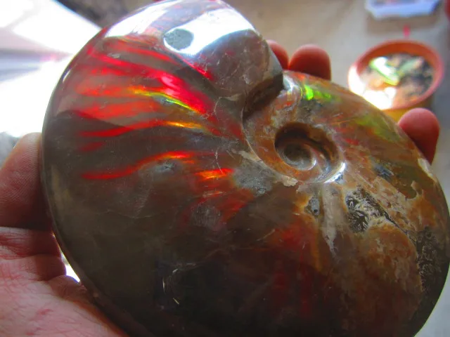 Special Offers 551g(1.21 lb) Iridescent Ammonite Ammolite Specimen Fossil Madagascar BFB909