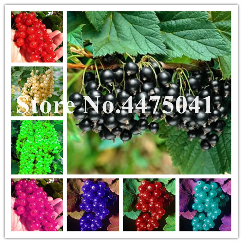 

Gooseberry Fruit Bonsai, Juicy Currant Organic Fruit Bonsai High Nutritious Food Bonsai plant For Home Garden Pot 50 Pcs