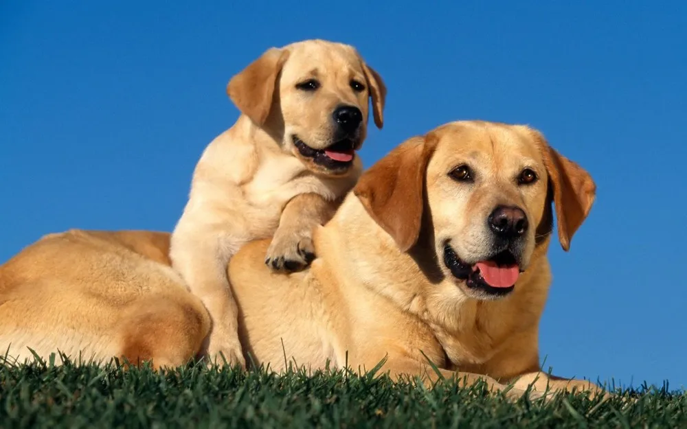 Ожерелье с подвеской для собак Regalrock Labrador Retriever