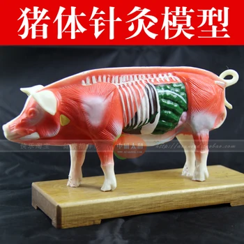 

pig acupuncture points model pig anatomy model animal model teaching practice training