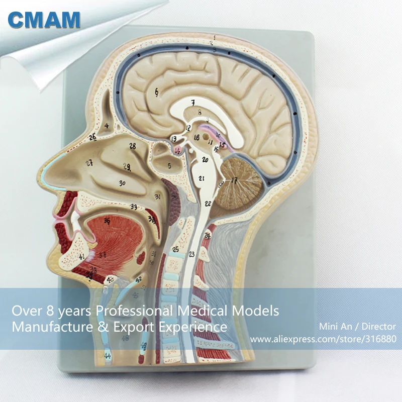 Anatomical Brain Model