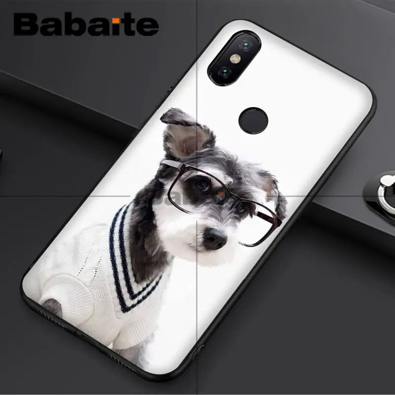 Miniature schnauzer puppy dog