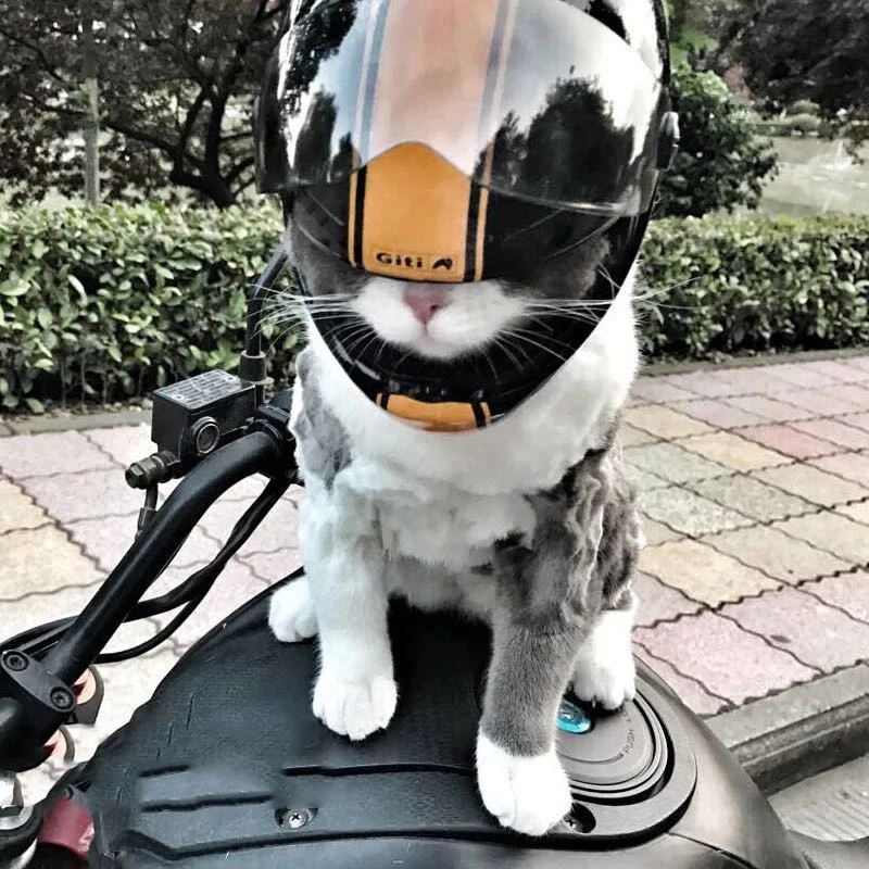 16*12Cm Kucing Anjing Mini Helm Plastik Topi untuk Sepeda Motor Foto Hewan  Peliharaan Aksesoris Keren Kolam Topi