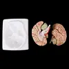 Medical props model Free postage Disassembled Anatomical Human Brain Model Anatomy Medical Teaching Tool ► Photo 3/6
