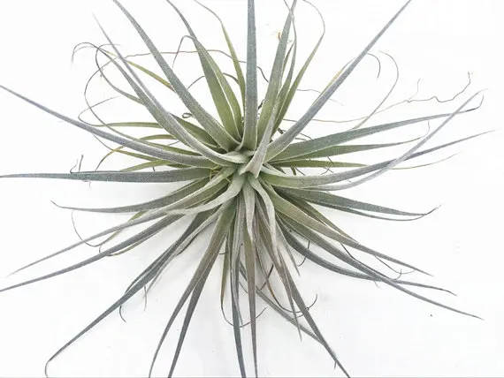 Tillandsia Houston Cherry Princess Air Plant With Buds For Large Tillandsia Houston Cherry Princess Air Plant With Buds For Large Terrarium Accessories Garden Decoration