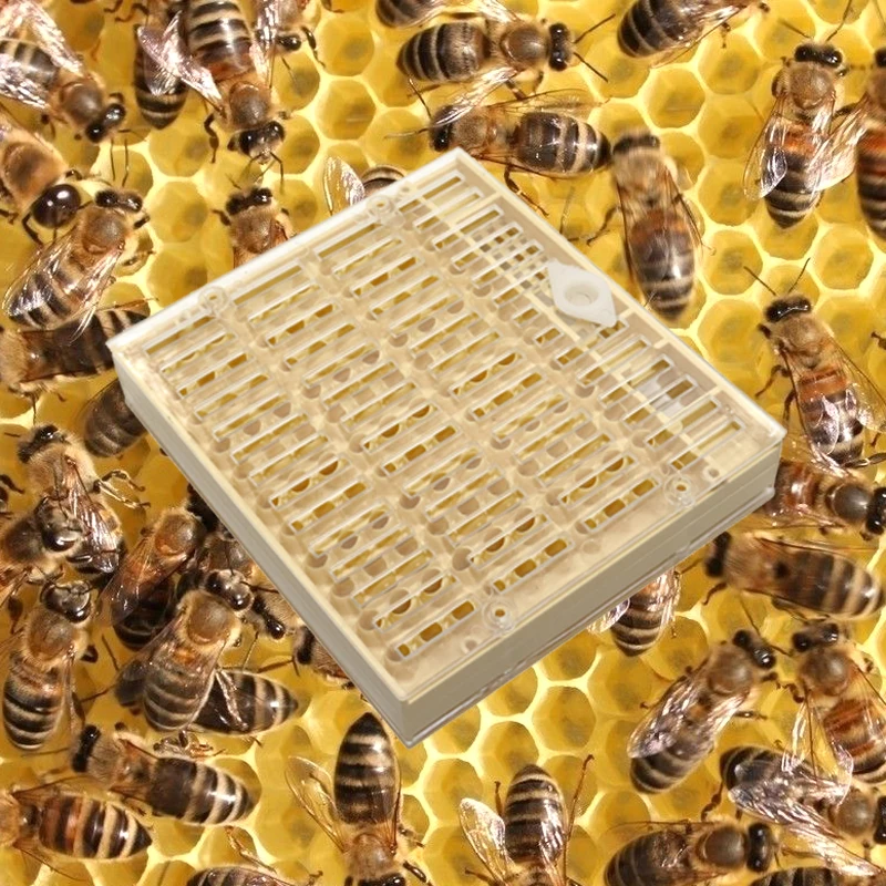 1 шт. оборудование для пчеловодства инструменты Rearing queen Bee пластиковая коробка клетка для профессионалов пчеловодства поставщик