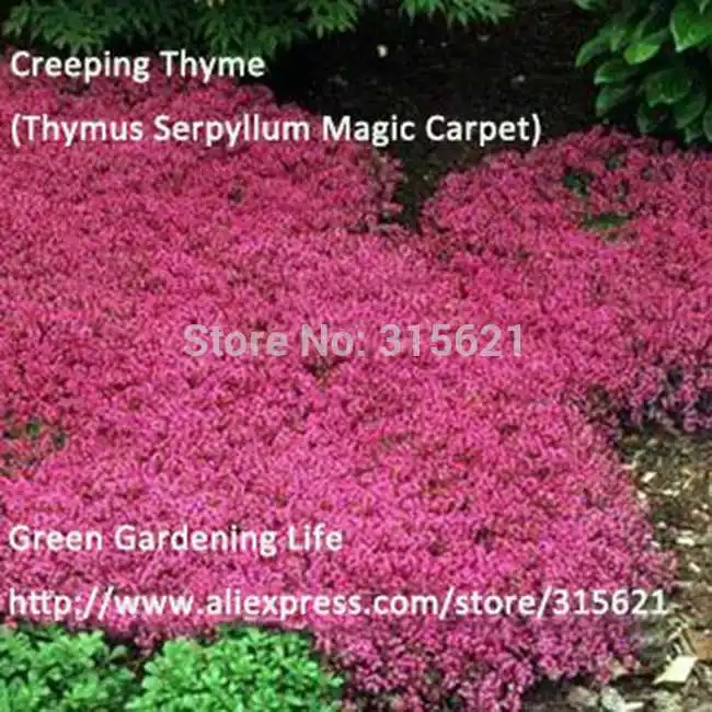 20 pcs Pink Fragrant Creeping Thyme Seeds Thymus Serpyllum Magic Carpet Easy Grow Courtyard Plants