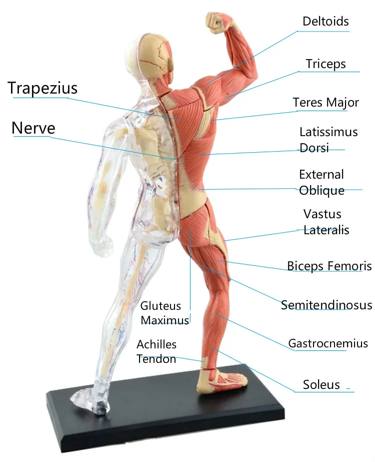 46 шт. Собранный человеческая мышца анатомия модель анатомическая модель для медиков модель человека анатомия прозрачный корпус медицинская наука поставка