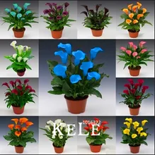 100SeedsBag calla seeds Promotion mixed color bonsai flower seeds home gardening9EIGD7