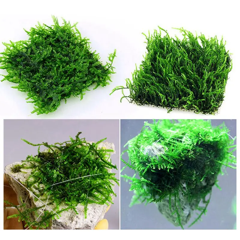 Мох яванский (java moss). Декорации из мха в аквариуме. Риччия акваскейп. Яванский мох и риччия. Мох для аквариума.