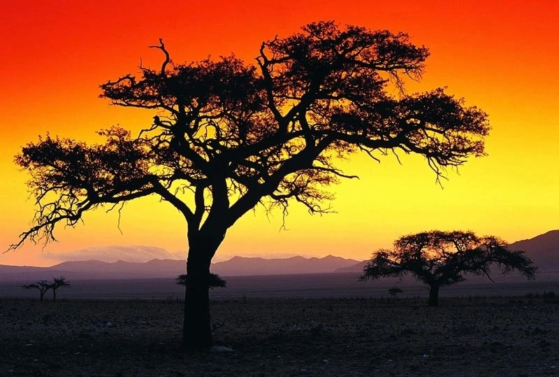 

Wholesale canvas printed painting , trees in a Sunset scenery of Africa from a Picturesque photo , home decor art free shipping