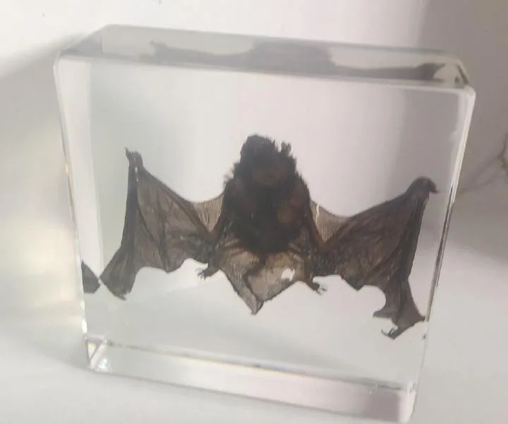 Китайский Pipistrelle летучая мышь образец животного в прозрачном акриловом Lucite Paperweight ювелирные изделия TAXIDERMY подарок