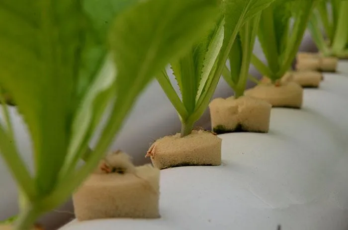 Tilted 4 main tube with 36pcs of net cup Hydroponics system NFT Tilted 4 main tube with 36pcs of net cup Hydroponics system NFT