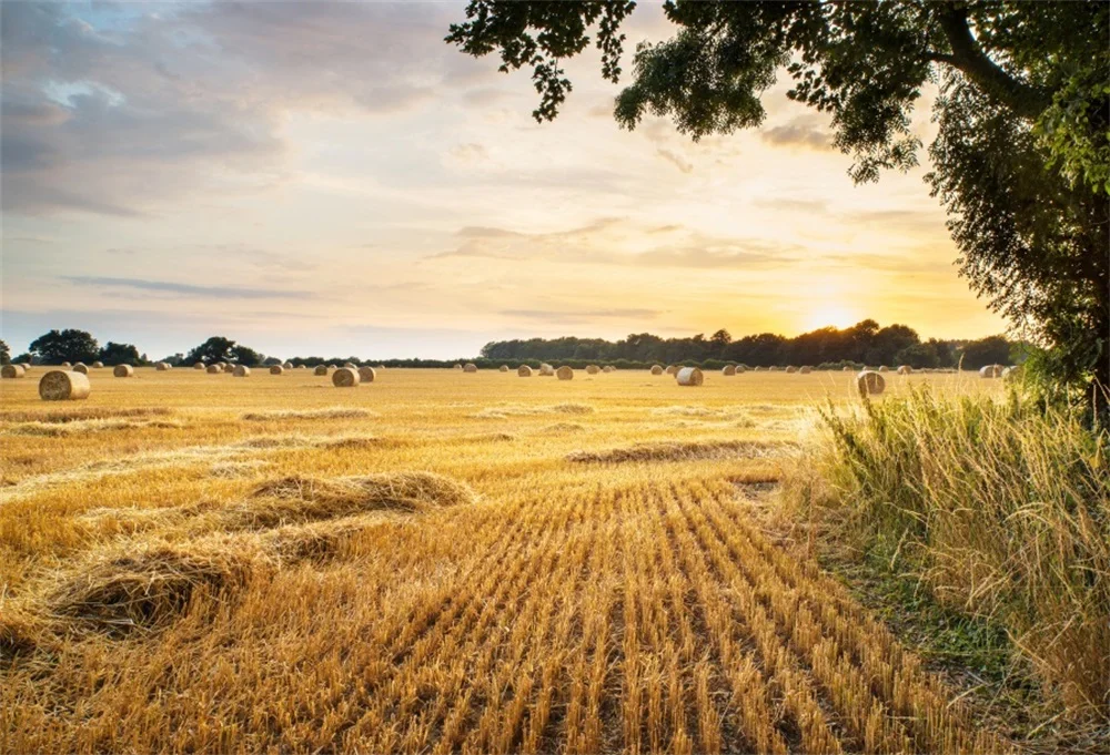 

Laeacco Sunlight Autumn Wheat Fields Hay Bale Harvest Portrait Scene Photographic Backdrops Photography Photo Backgrounds Studio