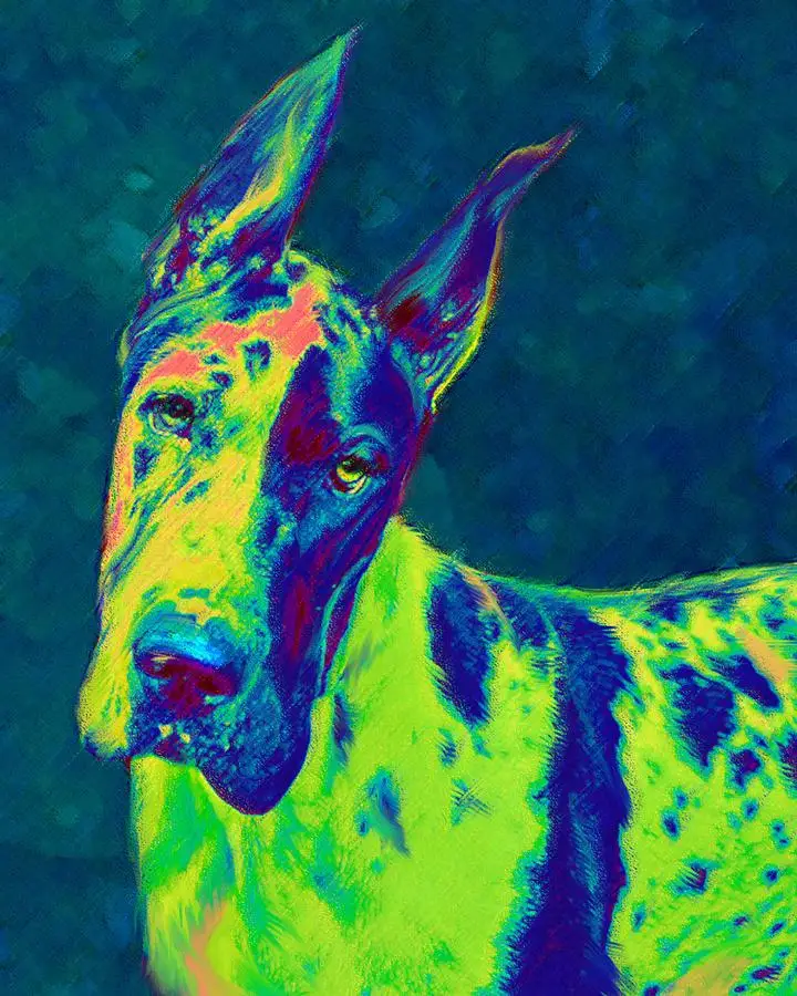 rainbow-dane-jane-schnetlage_720x