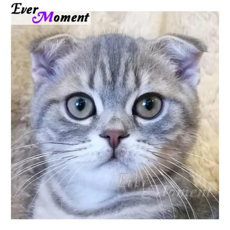 Ever Moment 5D DIY Алмазная вышивка кошка мозаика полностью квадратные дрели