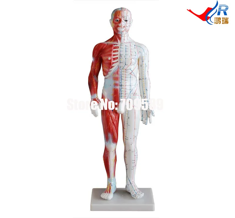 Акупунктура и мышечная модель 60 см мужской, акупунктурная модель