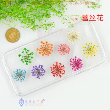 

Flower Invitation Lace Dried Flowers_ beautiful 10Pcs/Bag Natural Pressed Flowers For Ring and Bangle Mold Art DIY leisi