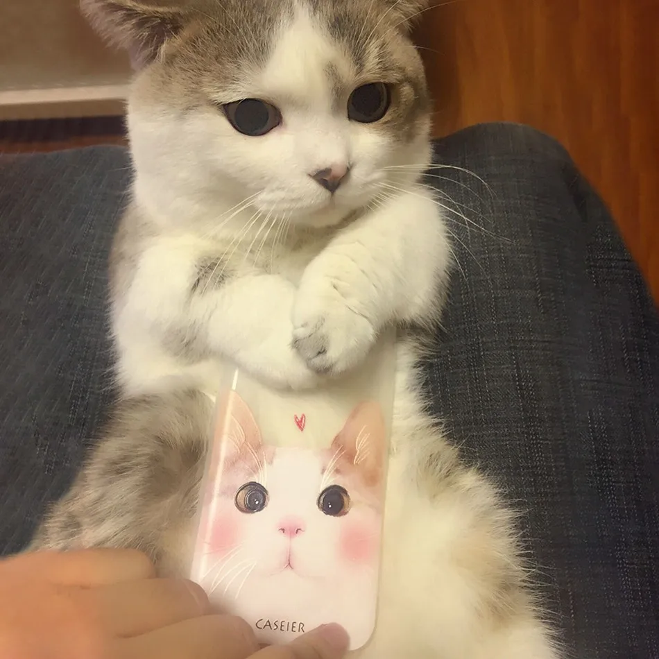 zhutu - 