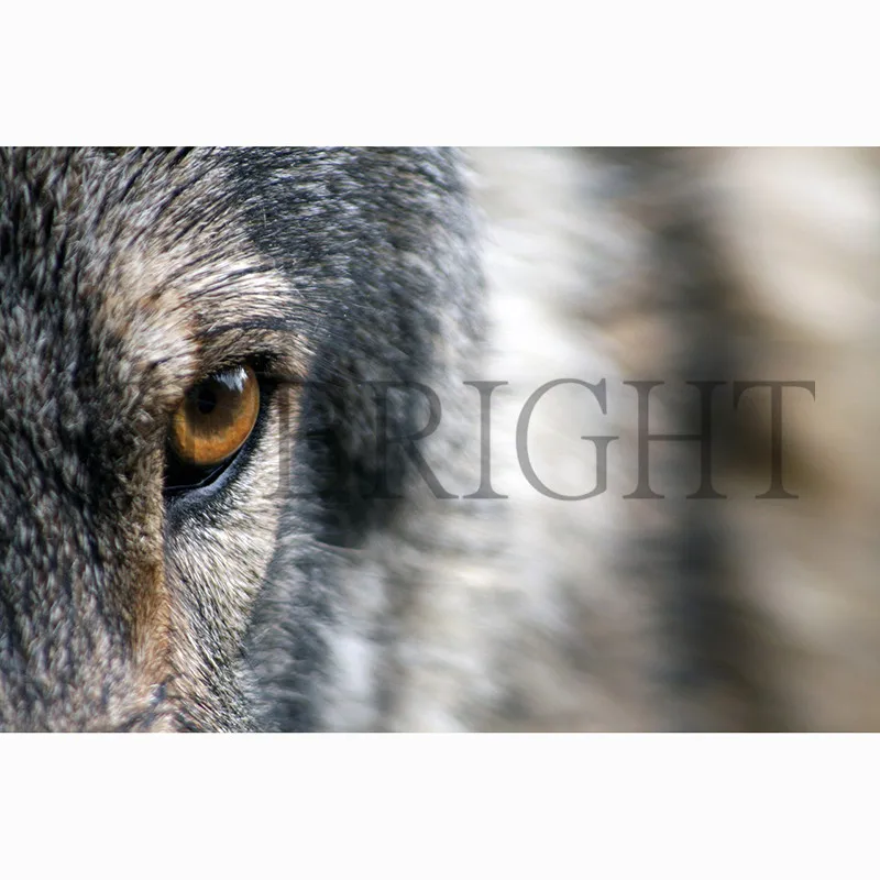 Eye Of The Wolf 