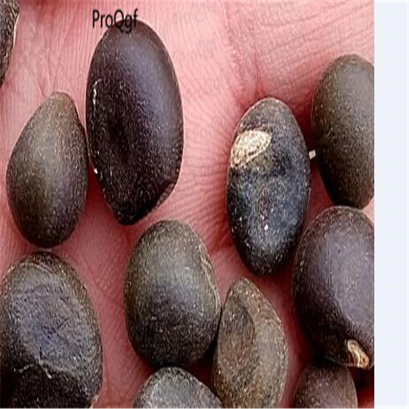 

300Pcs A Set Xanthoceras Wen Guan