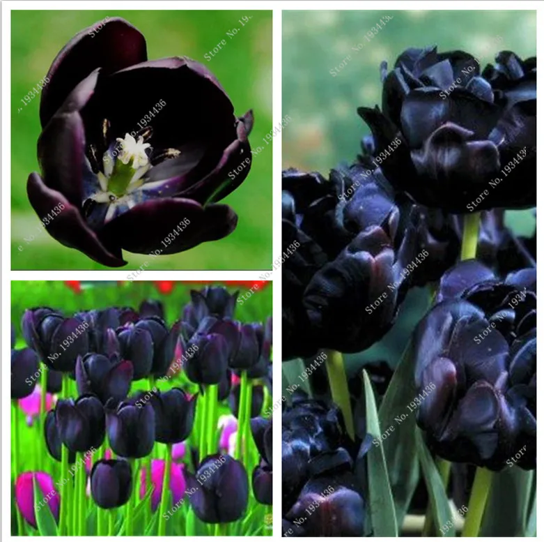 Online Buy Wholesale black tulip from China black tulip Wholesalers