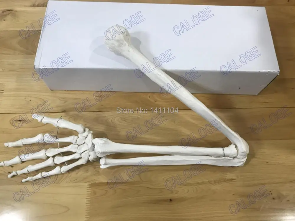 Специальные предложения на продажу и натуральный размер Bone модель Bone руку взрослого верхних конечностей Bone руку взрослого и RADIUS 1: 1 руки Кость