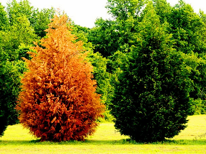 100pcs/bag Microbiota Decussata Siberian Carpet Cypress Arborvitae flores tree Bonsai Plant DIY Home Garden free ship 100pcs/bag Microbiota Decussata Siberian Carpet Cypress Arborvitae flores tree Bonsai Plant DIY Home Garden free ship