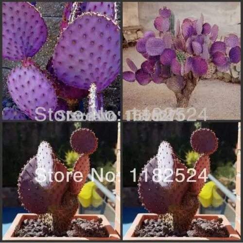 

100 pcs OPUNTIA VIOLACEA SANTA RITA Cactus Plant Violet Prickly Pear Tuna