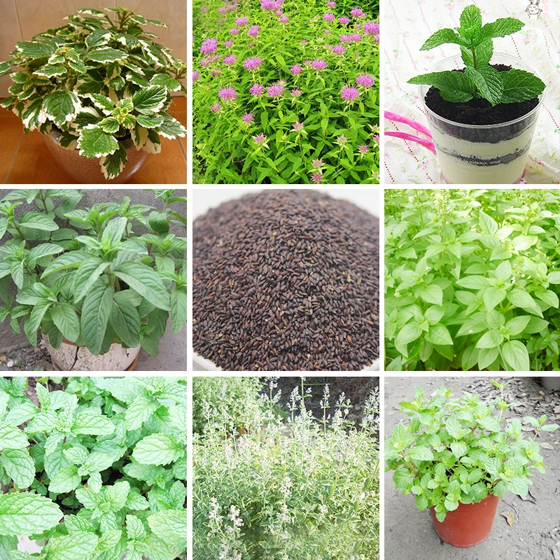 1 plant menthe poivrée aromatic plante aromatique peppermint