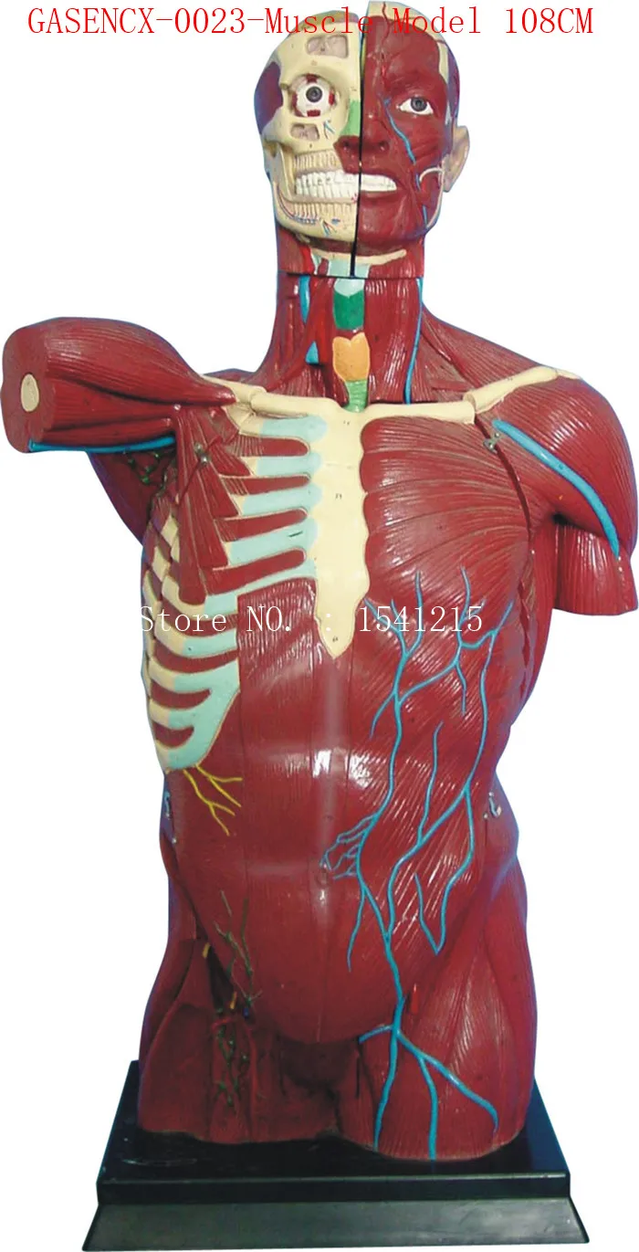 Анатомия человека модель torso обучающая медицинская мышечная 108CM GASENCX 0023|muscle model|human